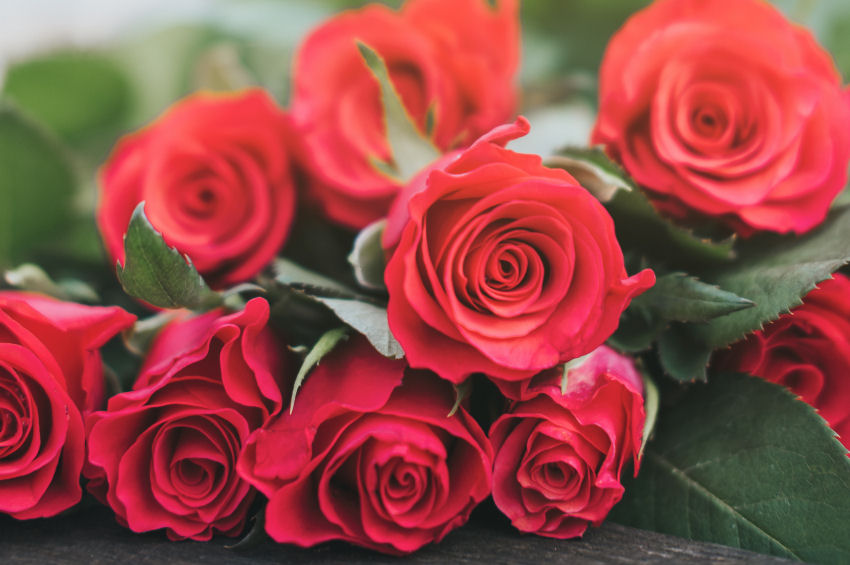 Valentine's Month at Rivonia Premier Lodge
